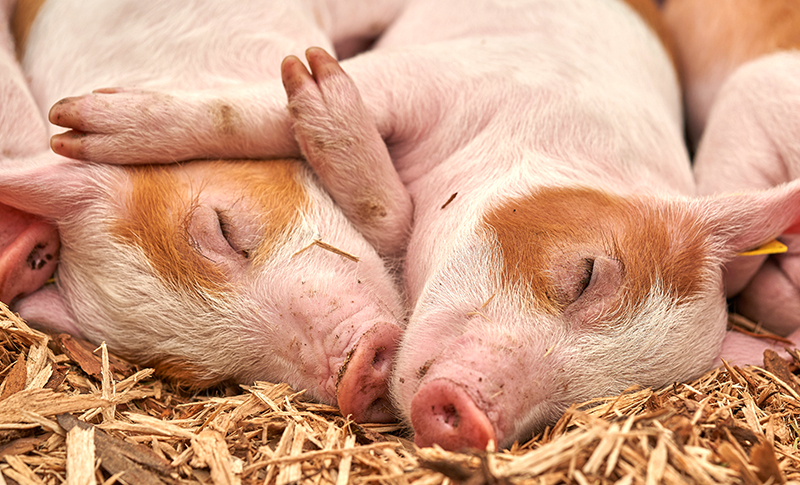 Pigs, Pork and Swine