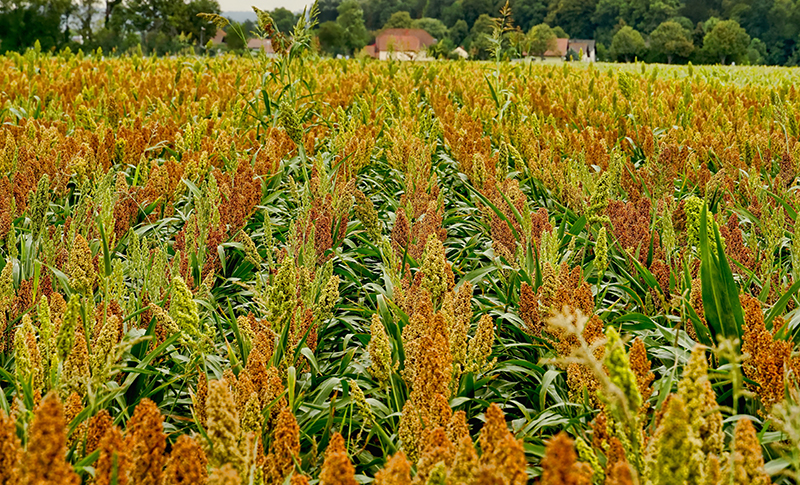 Sorghum and Soybeans