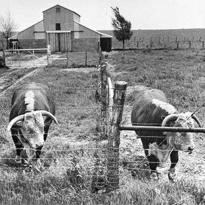 Hereford Cattle at the Turner Ranch