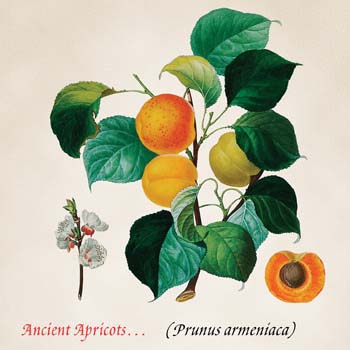 Ancient Apricots