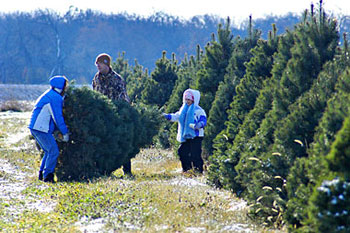 Christmas Tree Farm