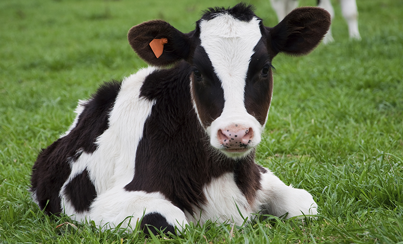 Ag Facts: Cattle and Calves