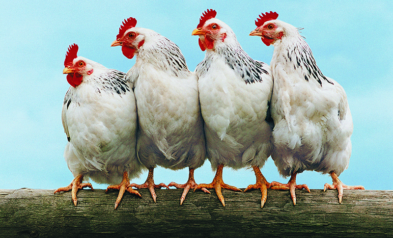 Ag Facts: Chickens and Eggs