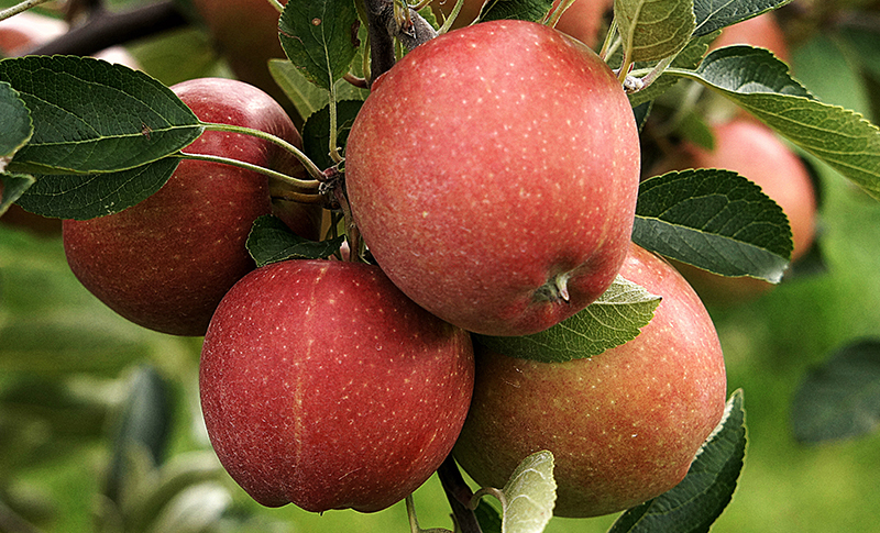 Ripe McIntosh apples on the tree. This variety is the national