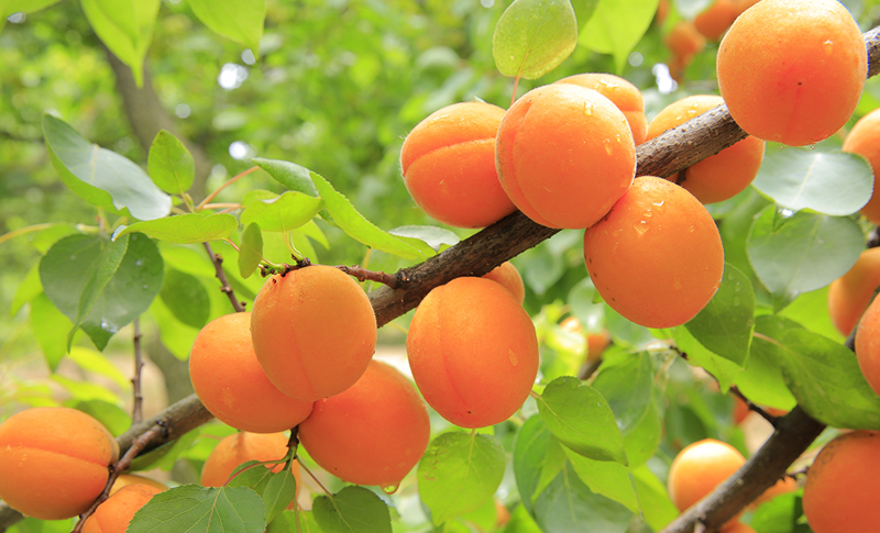 Apricots