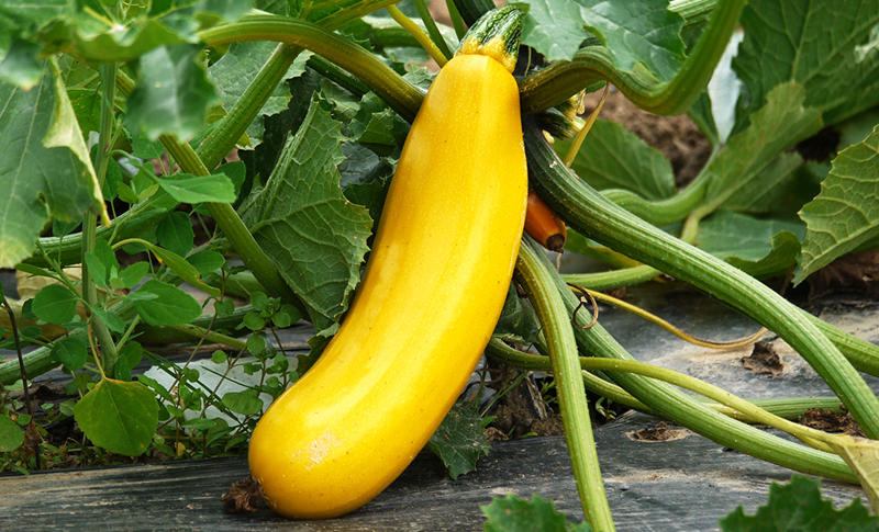 Summer Squash